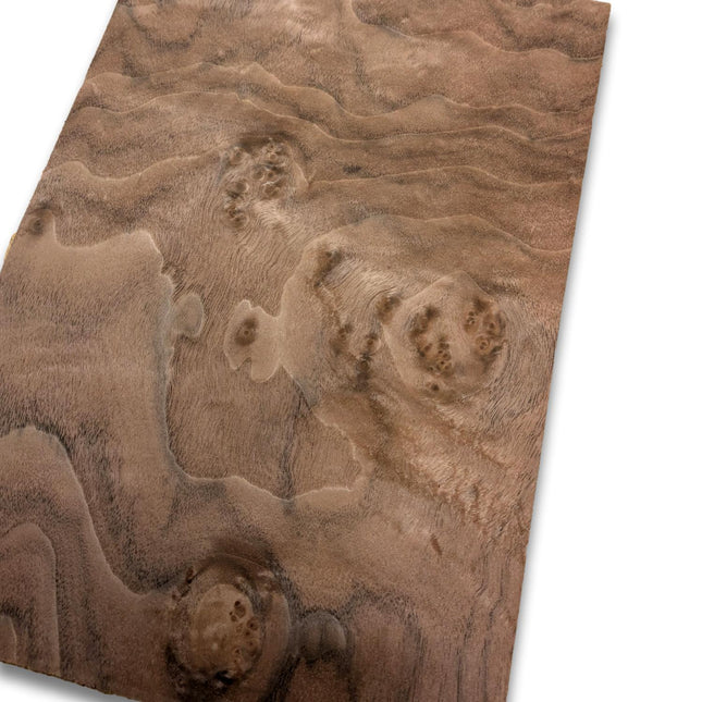 Walnoot wortelfineer | 35x25 cm